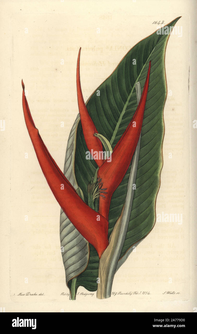 Powdered heliconia, Heliconia farinosa (Heliconia pulverulenta). Handcoloured copperplate engraving by S. Watts after an illustration by Miss Drake from Sydenham Edwards' 'The Botanical Register,' London, Ridgway, 1833. Sarah Anne Drake (1803-1857) drew over 1,300 plates for the botanist John Lindley, including many orchids. Stock Photo