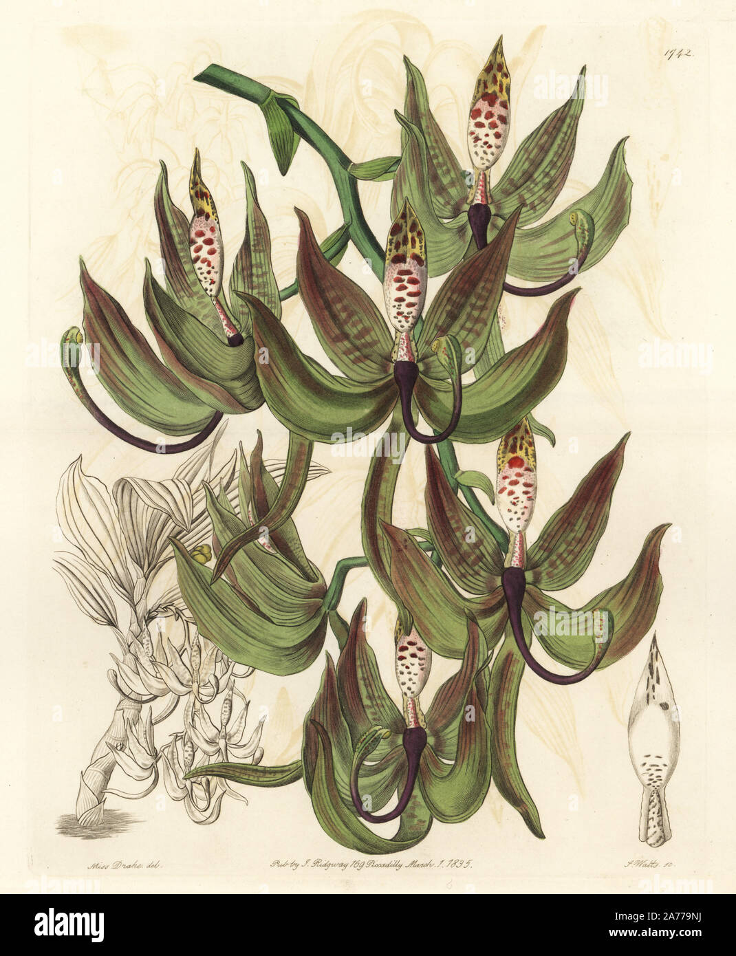 Loddiges' swanwort orchid, Cycnoches loddigesii. Handcoloured copperplate engraving by S. Watts after an illustration by Miss Drake from Sydenham Edwards' 'The Botanical Register,' London, Ridgway, 1835. Sarah Anne Drake (1803-1857) drew over 1,300 plates for the botanist John Lindley, including many orchids. Stock Photo