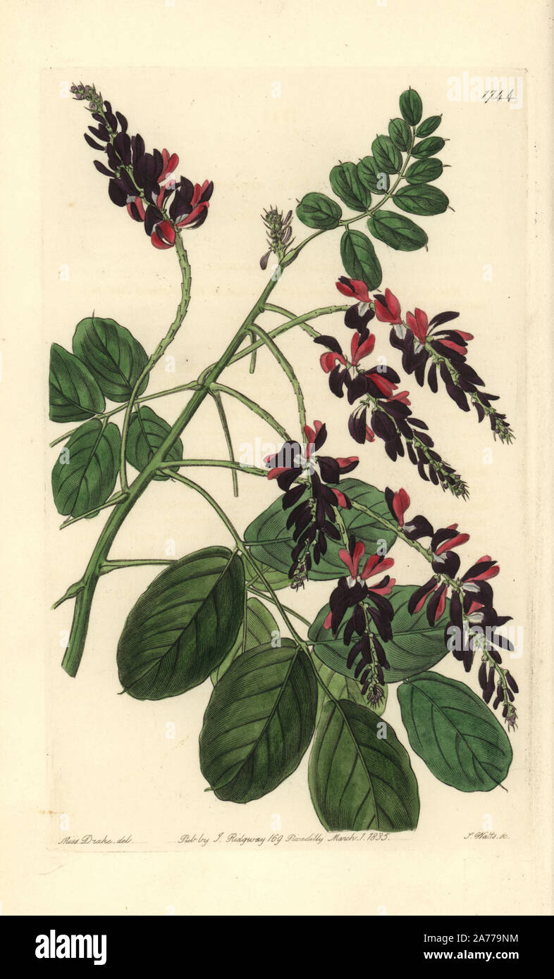 Purple-flowered indigo plant, Indigofera atropurpurea. Handcoloured copperplate engraving by S. Watts after an illustration by Miss Drake from Sydenham Edwards' 'The Botanical Register,' London, Ridgway, 1835. Sarah Anne Drake (1803-1857) drew over 1,300 plates for the botanist John Lindley, including many orchids. Stock Photo