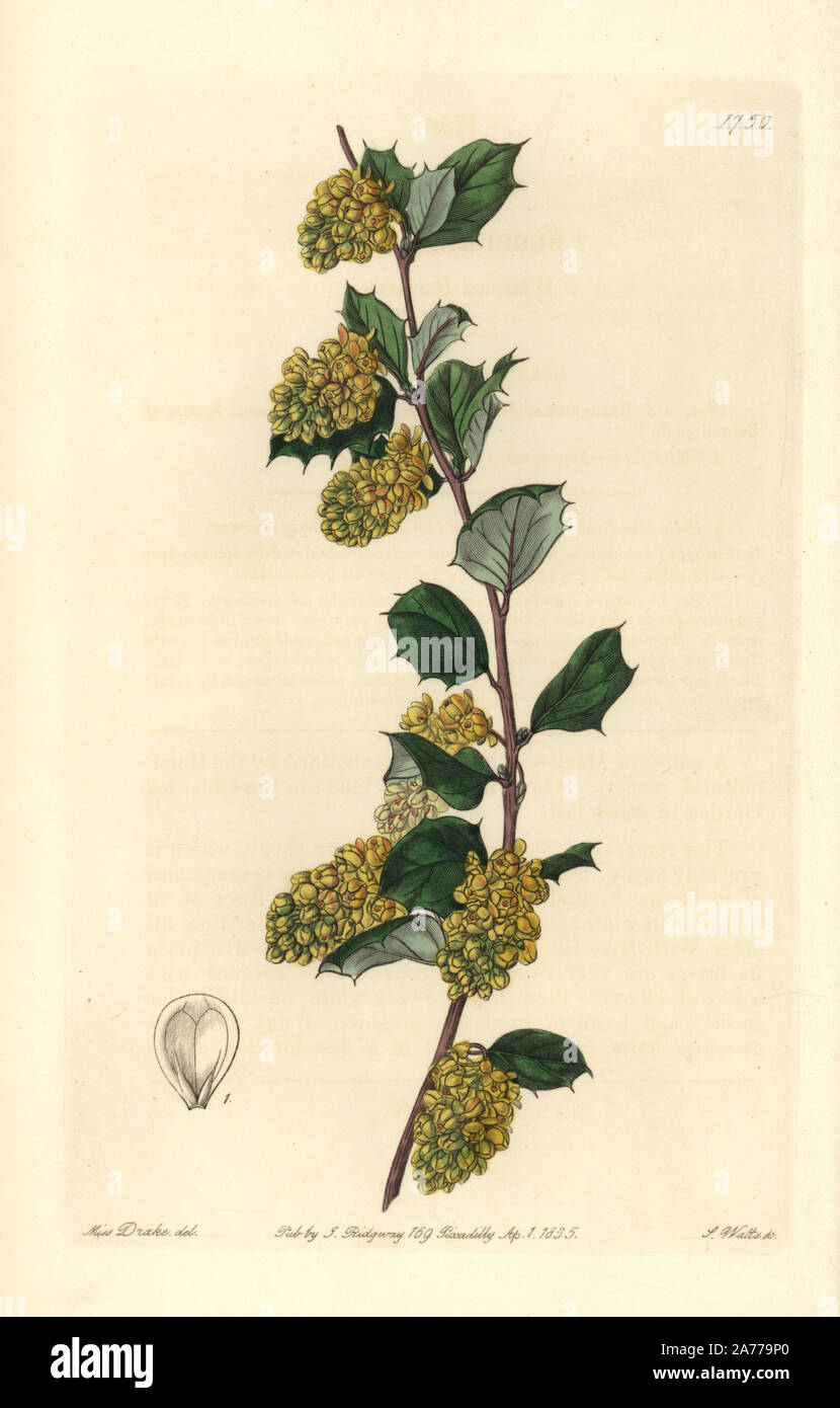 Whitened barberry, Berberis dealbata. Handcoloured copperplate engraving by S. Watts after an illustration by Miss Drake from Sydenham Edwards' 'The Botanical Register,' London, Ridgway, 1835. Sarah Anne Drake (1803-1857) drew over 1,300 plates for the botanist John Lindley, including many orchids. Stock Photo