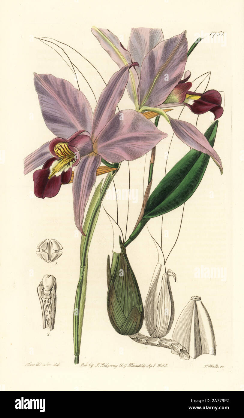 Two-edged laelia orchid, Laelia anceps. Handcoloured copperplate engraving by S. Watts after an illustration by Miss Drake from Sydenham Edwards' 'The Botanical Register,' London, Ridgway, 1835. Sarah Anne Drake (1803-1857) drew over 1,300 plates for the botanist John Lindley, including many orchids. Stock Photo