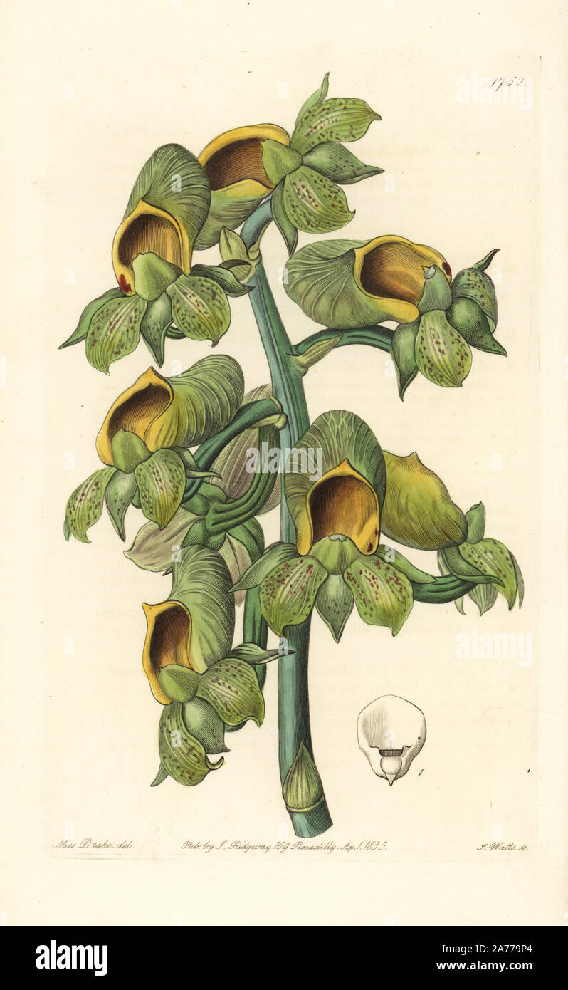 Nodding catasetum orchid, Catasetum cernuum (Green-flowered cowlwort, Monachantus viridis). Handcoloured copperplate engraving by S. Watts after an illustration by Miss Drake from Sydenham Edwards' 'The Botanical Register,' London, Ridgway, 1835. Sarah Anne Drake (1803-1857) drew over 1,300 plates for the botanist John Lindley, including many orchids. Stock Photo