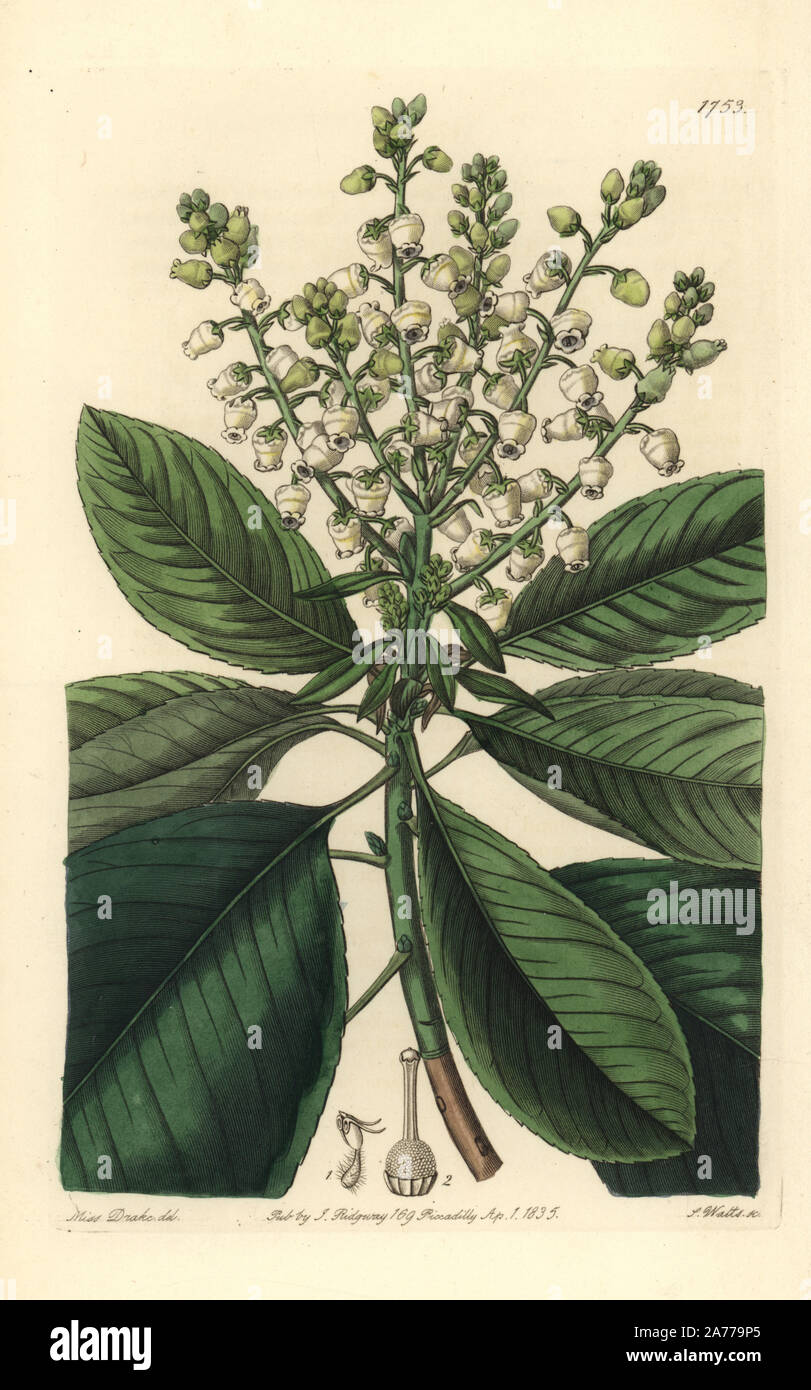 Tall arbutus or strawberry tree, Arbutus menziesii (Arbutus procera). Handcoloured copperplate engraving by S. Watts after an illustration by Miss Drake from Sydenham Edwards' "The Botanical Register," London, Ridgway, 1835. Sarah Anne Drake (1803-1857) drew over 1,300 plates for the botanist John Lindley, including many orchids. Stock Photo