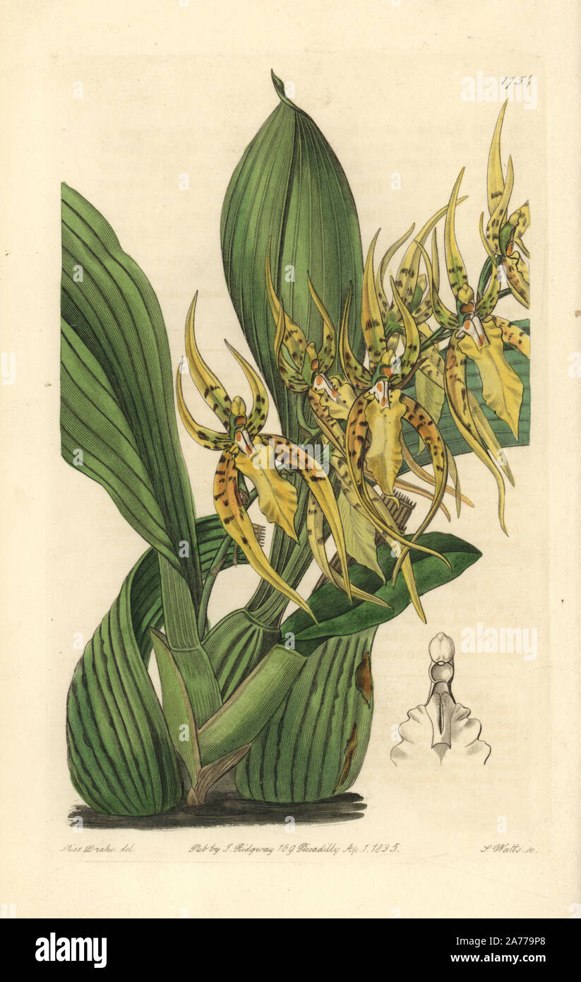 Mr. Lance's brassia orchid, Brassia lanceana. Handcoloured copperplate engraving by S. Watts after an illustration by Miss Drake from Sydenham Edwards' 'The Botanical Register,' London, Ridgway, 1835. Sarah Anne Drake (1803-1857) drew over 1,300 plates for the botanist John Lindley, including many orchids. Stock Photo