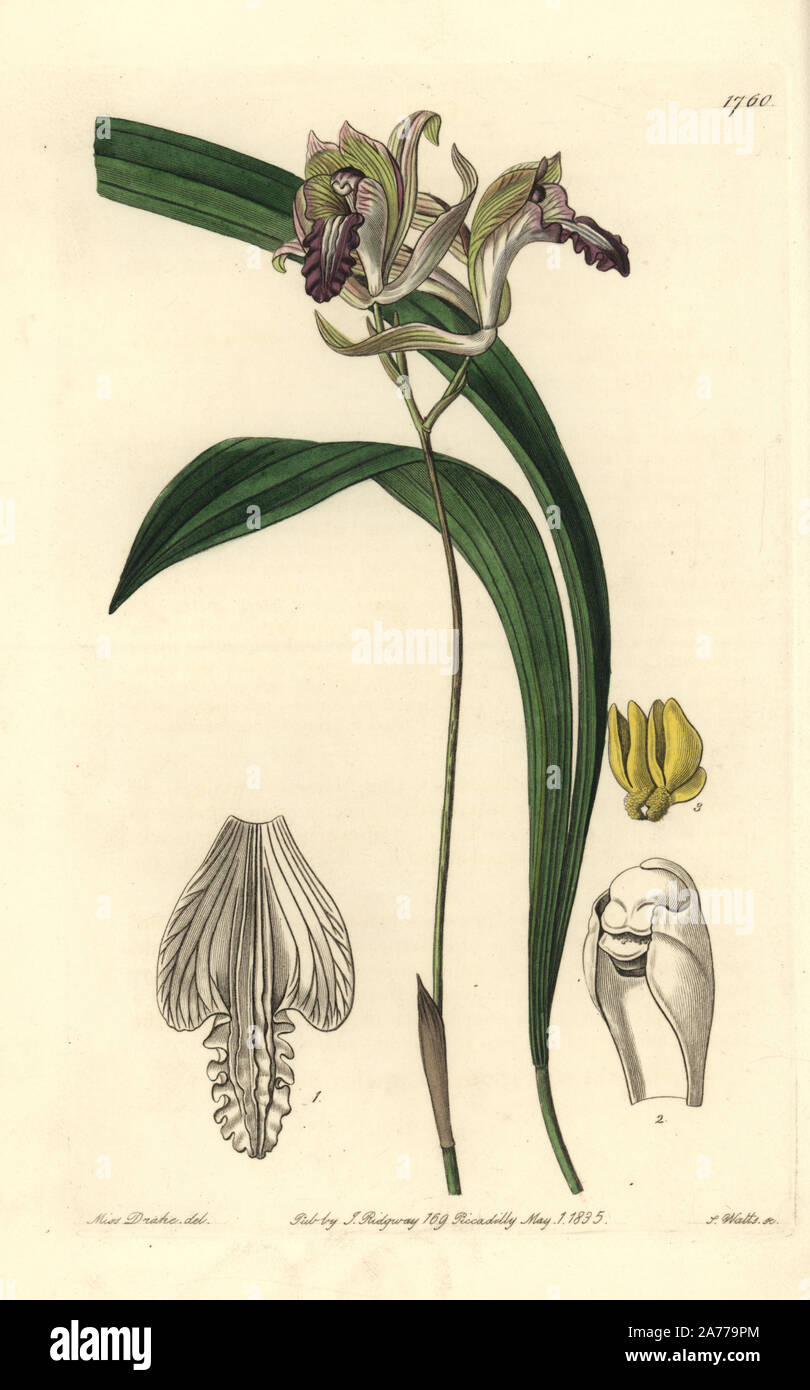 Reflexed bletia orchid, Bletia reflexa, native to Mexico. Handcoloured copperplate engraving by S. Watts after an illustration by Miss Drake from Sydenham Edwards' 'The Botanical Register,' London, Ridgway, 1835. Sarah Anne Drake (1803-1857) drew over 1,300 plates for the botanist John Lindley, including many orchids. Stock Photo