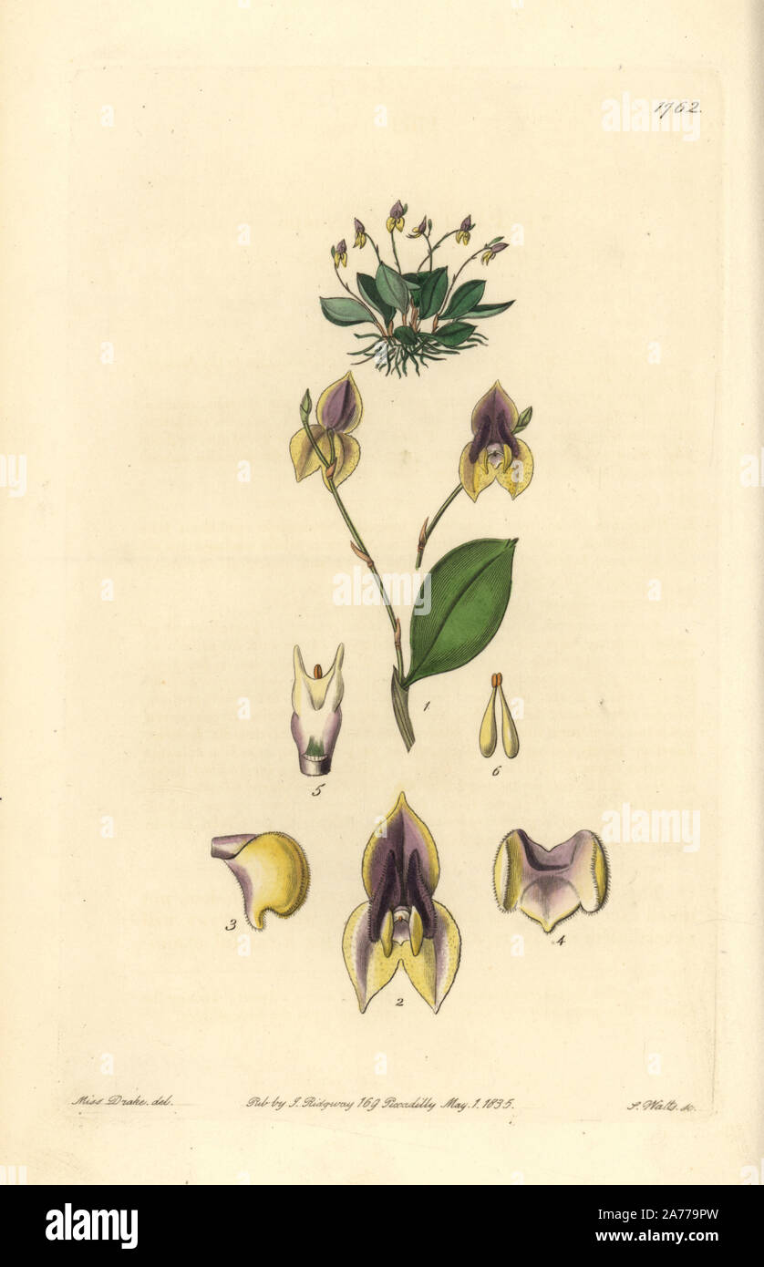 Three-toothed lepanthes orchid, Lepanthes tridentata. Handcoloured copperplate engraving by S. Watts after an illustration by Miss Drake from Sydenham Edwards' 'The Botanical Register,' London, Ridgway, 1835. Sarah Anne Drake (1803-1857) drew over 1,300 plates for the botanist John Lindley, including many orchids. Stock Photo