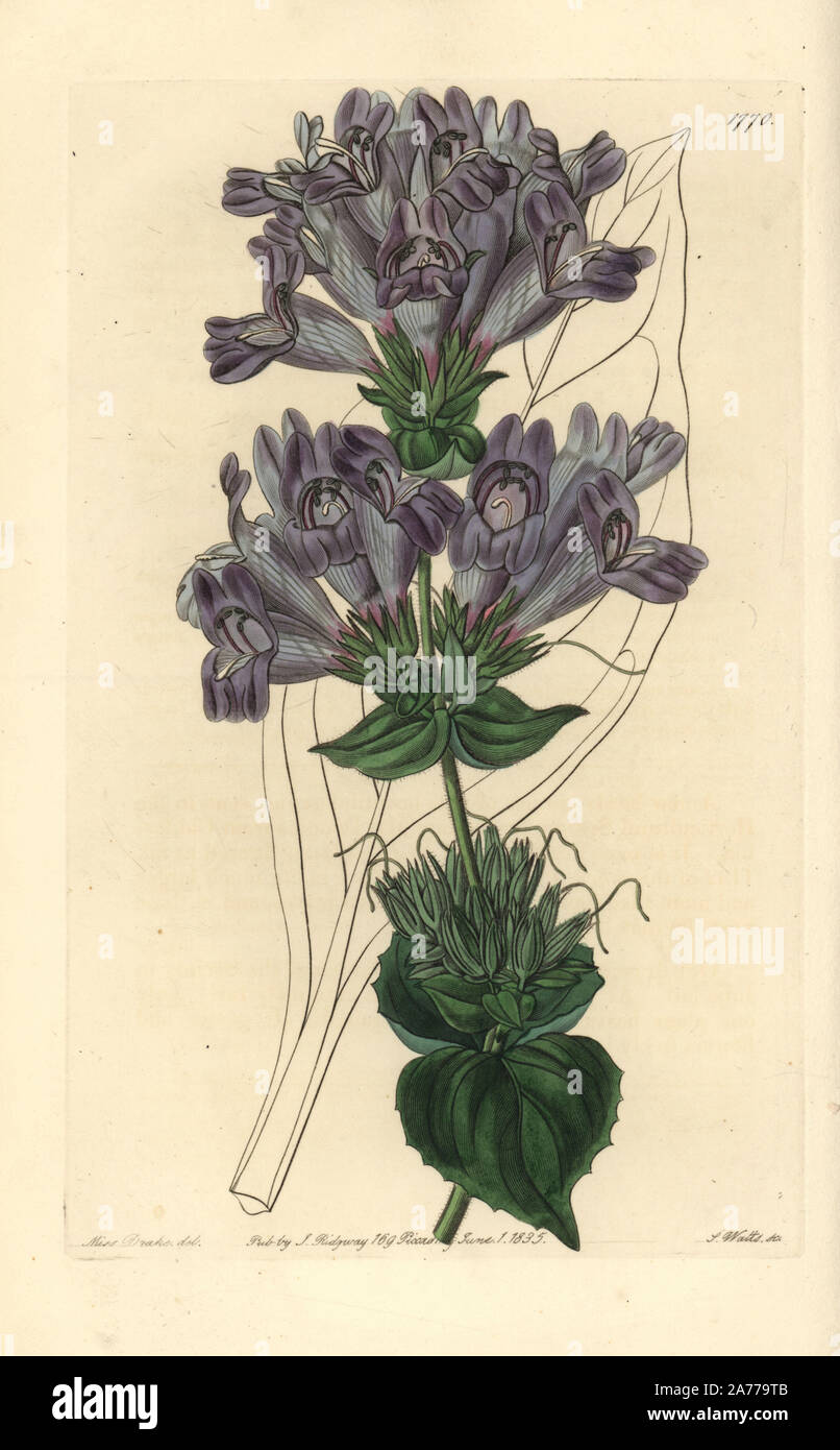Sea Lavender-leaved penstemon, Penstemon staticifolius. Handcoloured copperplate engraving by S. Watts after an illustration by Miss Drake from Sydenham Edwards' 'The Botanical Register,' London, Ridgway, 1835. Sarah Anne Drake (1803-1857) drew over 1,300 plates for the botanist John Lindley, including many orchids. Stock Photo