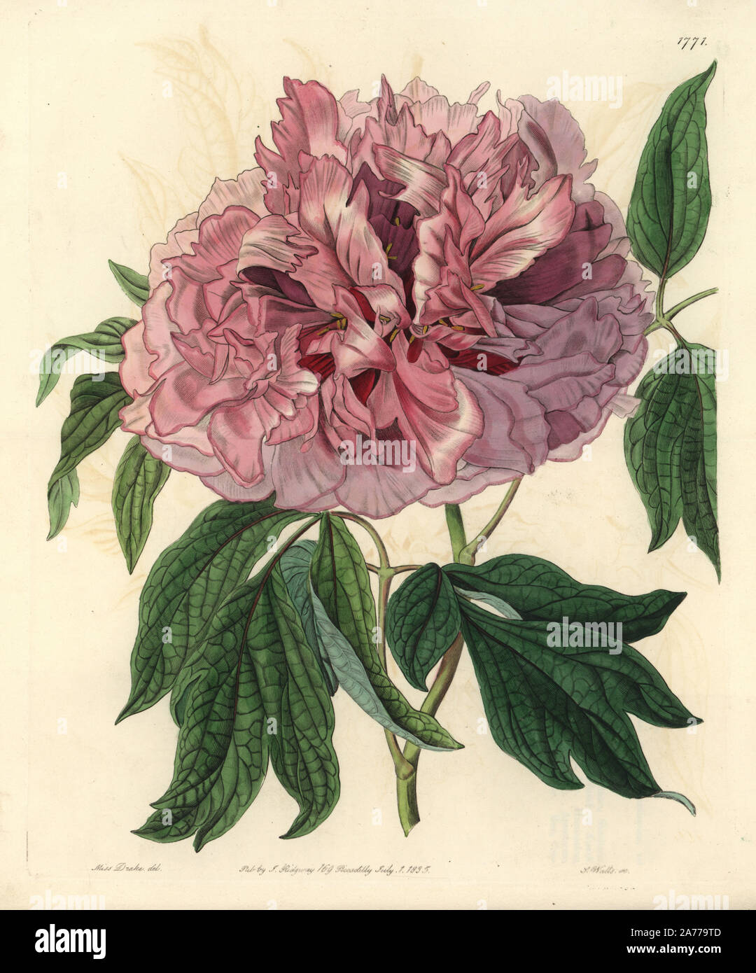 Moutan peony, Paeonia suffruticosa Andrews var. lacera (Double-red curled tree peony, Paeonia moutan lacera). Handcoloured copperplate engraving by S. Watts after an illustration by Miss Drake from Sydenham Edwards' 'The Botanical Register,' London, Ridgway, 1835. Sarah Anne Drake (1803-1857) drew over 1,300 plates for the botanist John Lindley, including many orchids. Stock Photo