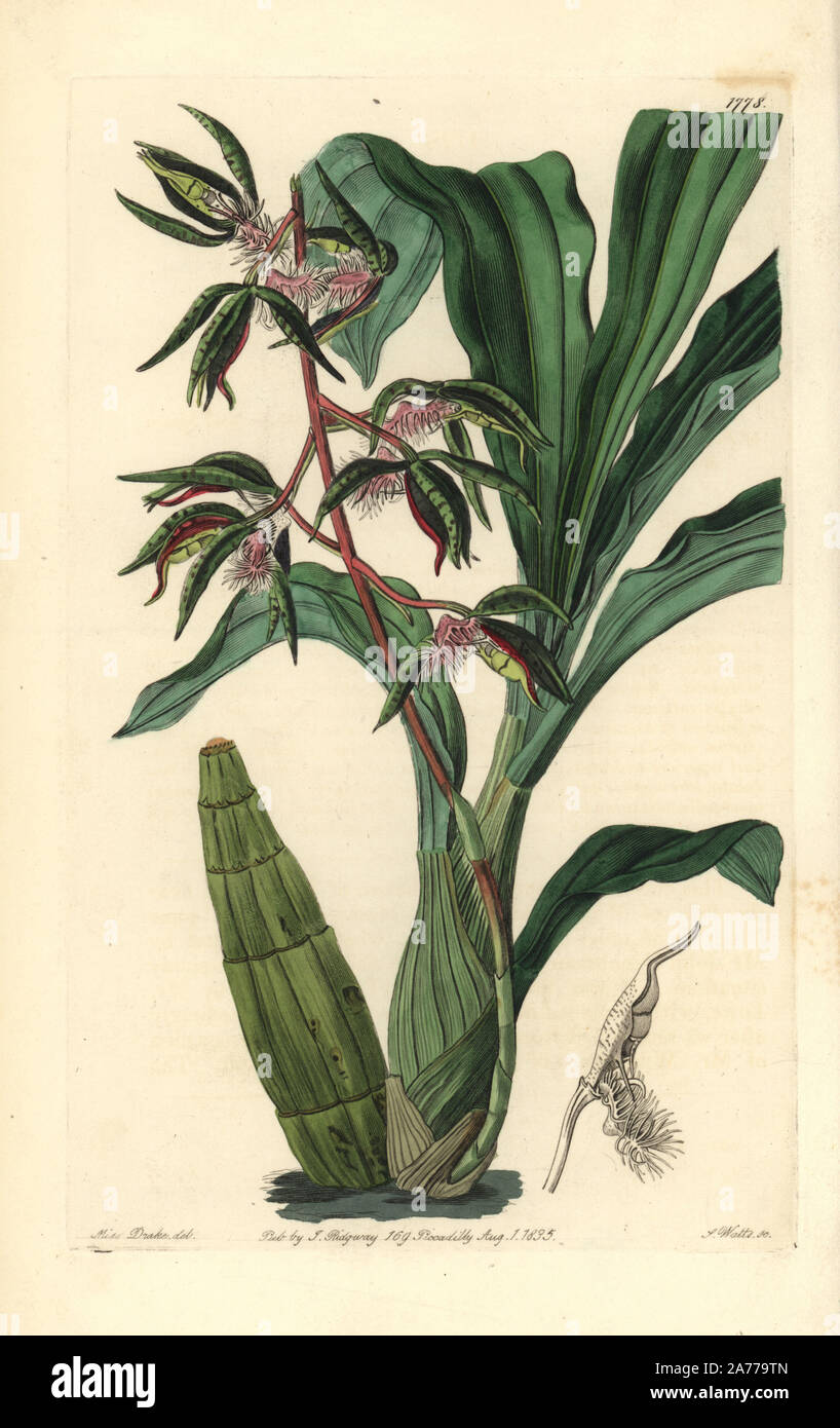 Bearded flywort or bearded catasetum orchid, Catasetum barbatum (Myanthus barbatus). Handcoloured copperplate engraving by S. Watts after an illustration by Miss Drake from Sydenham Edwards' 'The Botanical Register,' London, Ridgway, 1835. Sarah Anne Drake (1803-1857) drew over 1,300 plates for the botanist John Lindley, including many orchids. Stock Photo