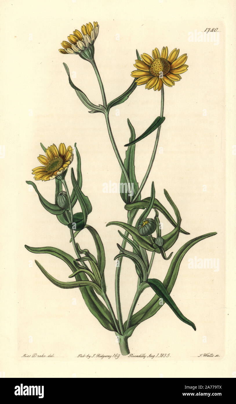 Yellowray goldfields or smooth lasthenia, Lasthenia glabrata. Handcoloured copperplate engraving by S. Watts after an illustration by Miss Drake from Sydenham Edwards' 'The Botanical Register,' London, Ridgway, 1835. Sarah Anne Drake (1803-1857) drew over 1,300 plates for the botanist John Lindley, including many orchids. Stock Photo