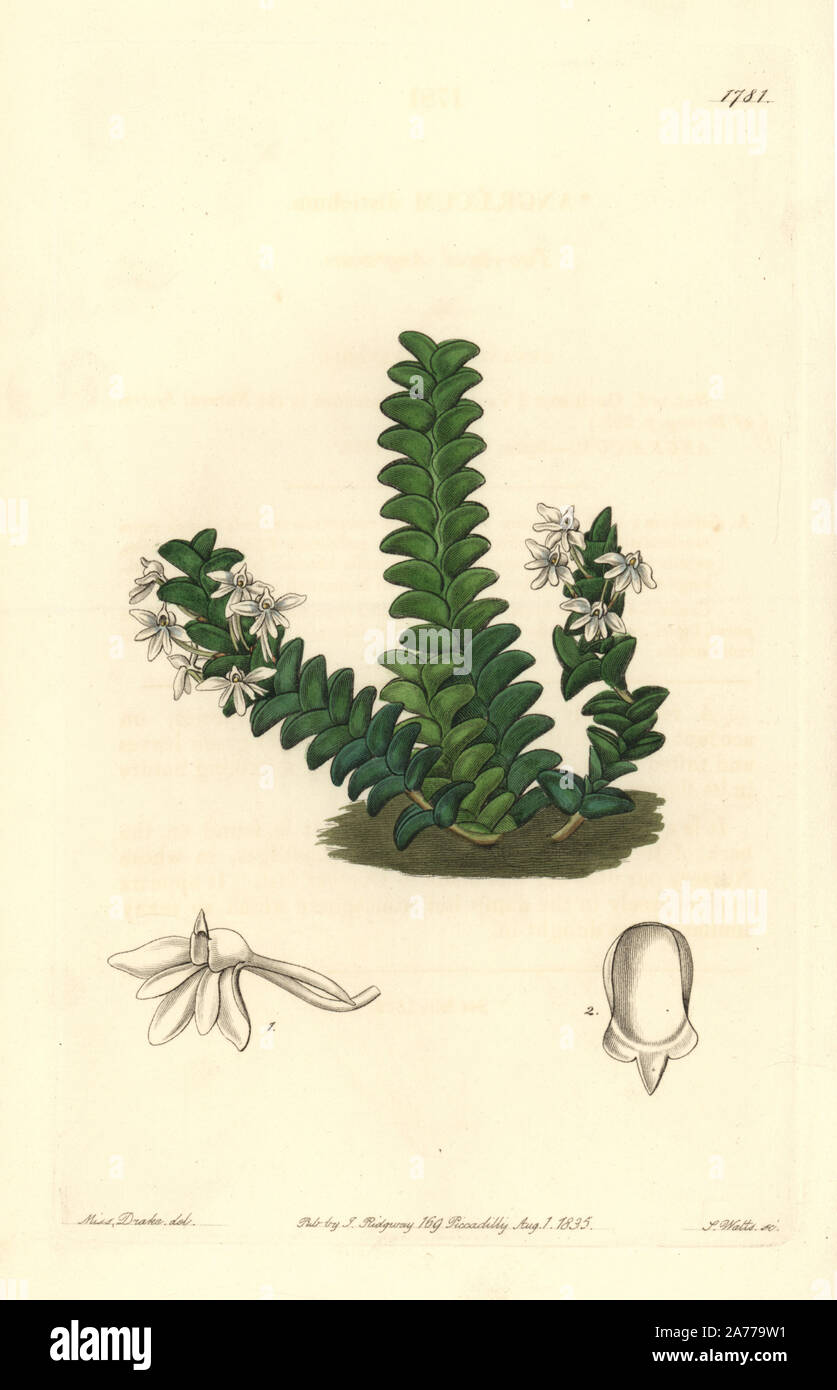Two-rowed angraecum orchid, Angraecum distichum. Handcoloured copperplate engraving by S. Watts after an illustration by Miss Drake from Sydenham Edwards' 'The Botanical Register,' London, Ridgway, 1835. Sarah Anne Drake (1803-1857) drew over 1,300 plates for the botanist John Lindley, including many orchids. Stock Photo