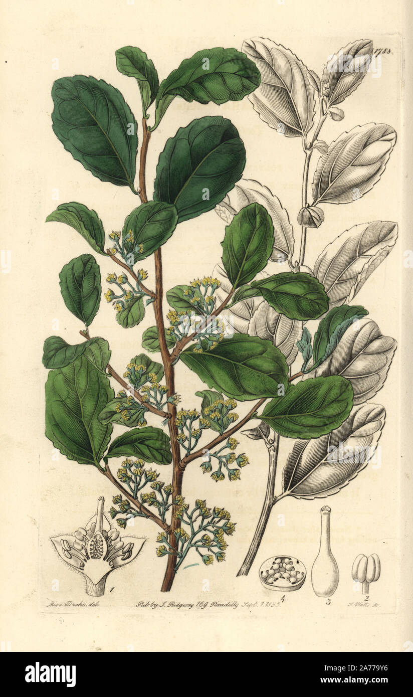 Toothed azara, Azara dentata. Handcoloured copperplate engraving by S. Watts after an illustration by Miss Drake from Sydenham Edwards' 'The Botanical Register,' London, Ridgway, 1835. Sarah Anne Drake (1803-1857) drew over 1,300 plates for the botanist John Lindley, including many orchids. Stock Photo