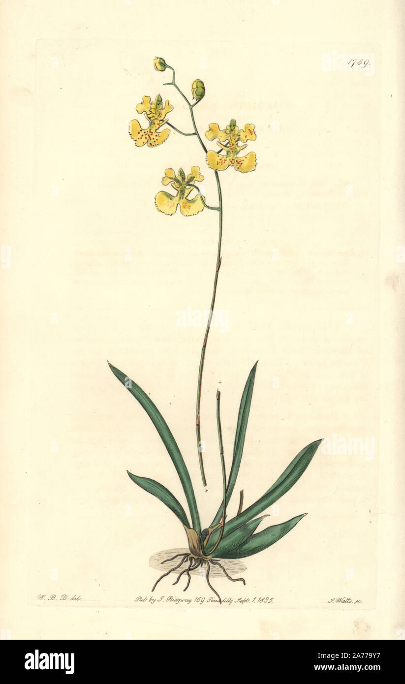 Muleear orchid, Tolumnia guianensis (Sir C. Lemon's oncidium orchid, Oncidium lemonianum).  Handcoloured copperplate engraving by S. Watts after an illustration by W.B. Booth from Sydenham Edwards' 'The Botanical Register,' London, Ridgway, 1835. Stock Photo