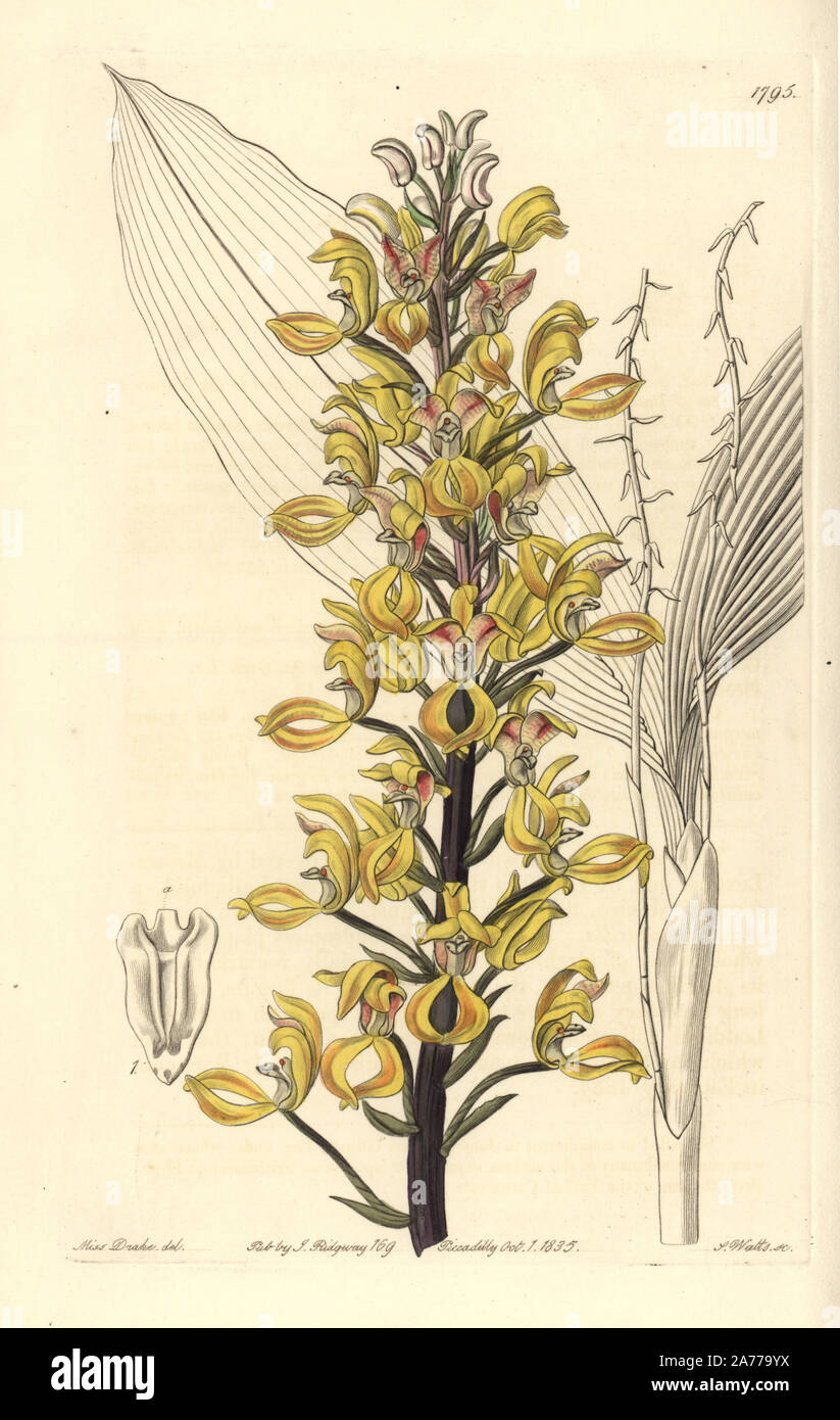 Superb govenia orchid, Govenia superba. Handcoloured copperplate engraving by S. Watts after an illustration by Miss Drake from Sydenham Edwards' 'The Botanical Register,' London, Ridgway, 1835. Sarah Anne Drake (1803-1857) drew over 1,300 plates for the botanist John Lindley, including many orchids. Stock Photo