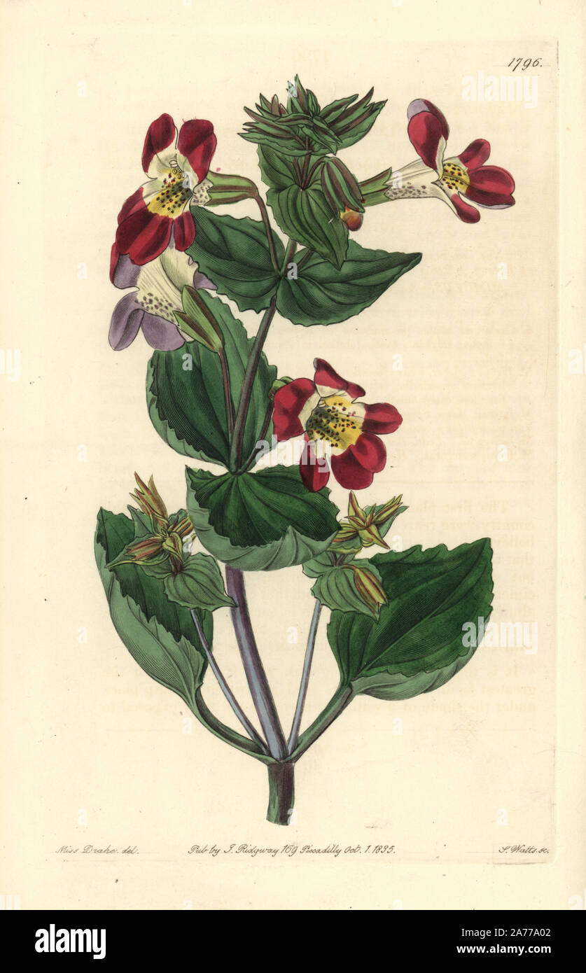 Variegated monkey-flower, Mimulus luteus var. variegatus. Handcoloured copperplate engraving by S. Watts after an illustration by Miss Drake from Sydenham Edwards' 'The Botanical Register,' London, Ridgway, 1835. Sarah Anne Drake (1803-1857) drew over 1,300 plates for the botanist John Lindley, including many orchids. Stock Photo