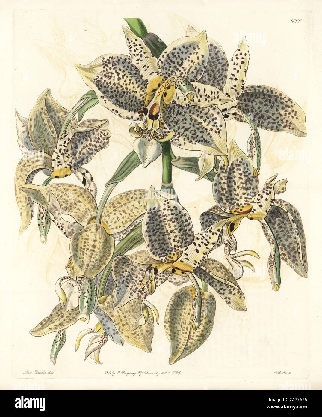 Eyed stanhopea orchid, Stanhopea oculata. Handcoloured copperplate engraving by S. Watts after an illustration by Miss Drake from Sydenham Edwards' 'The Botanical Register,' London, Ridgway, 1835. Sarah Anne Drake (1803-1857) drew over 1,300 plates for the botanist John Lindley, including many orchids. Stock Photo