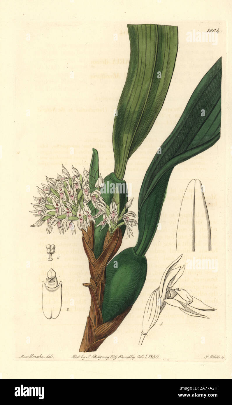 Camaridium densum orchid (Dense-flowered maxillaria, Maxillaria densa). Handcoloured copperplate engraving by S. Watts after an illustration by Miss Drake from Sydenham Edwards' 'The Botanical Register,' London, Ridgway, 1835. Sarah Anne Drake (1803-1857) drew over 1,300 plates for the botanist John Lindley, including many orchids. Stock Photo