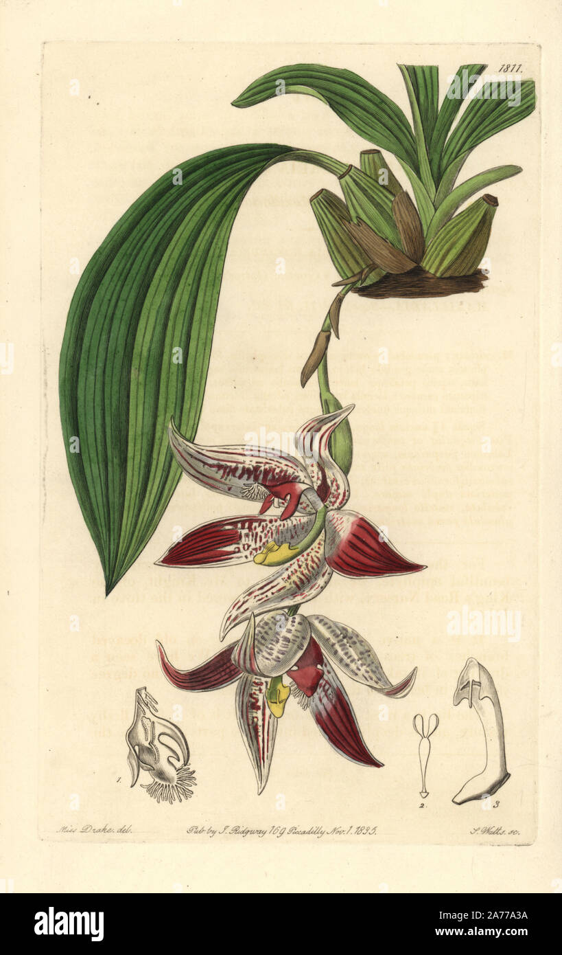 Paphinia cristata orchid (Crested maxillaria, Maxillaria cristata). Handcoloured copperplate engraving by S. Watts after an illustration by Miss Drake from Sydenham Edwards' 'The Botanical Register,' London, Ridgway, 1835. Sarah Anne Drake (1803-1857) drew over 1,300 plates for the botanist John Lindley, including many orchids. Stock Photo