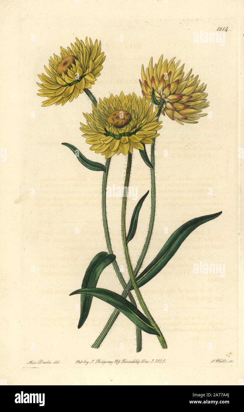 Xerochrysum bicolor (Two-coloured helichrysum, Helichrysum bicolor). Handcoloured copperplate engraving by S. Watts after an illustration by Miss Drake from Sydenham Edwards' 'The Botanical Register,' London, Ridgway, 1835. Sarah Anne Drake (1803-1857) drew over 1,300 plates for the botanist John Lindley, including many orchids. Stock Photo