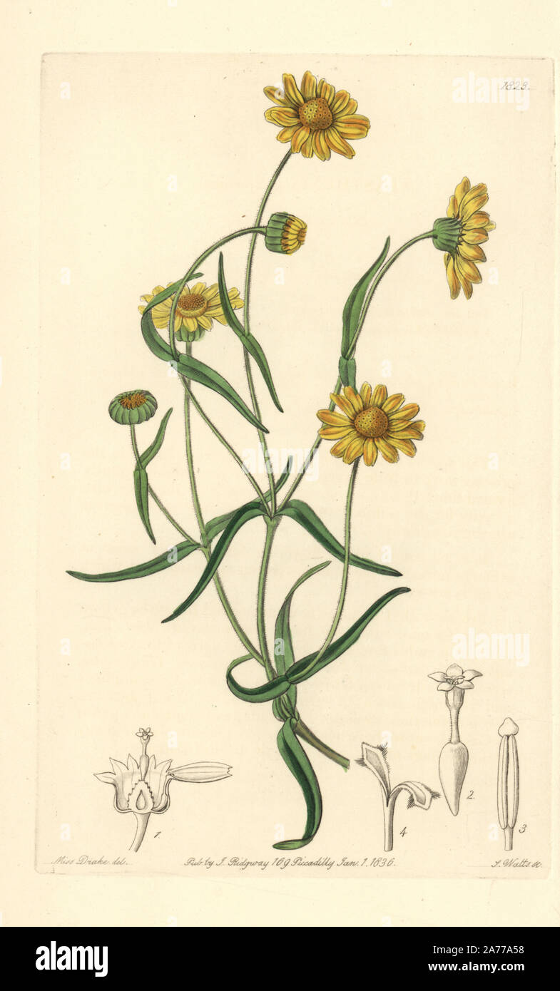 Downy lasthenia, Lasthenia californica. Handcoloured copperplate engraving by S. Watts after an illustration by Miss Drake from Sydenham Edwards' 'The Botanical Register,' London, Ridgway, 1836. Sarah Anne Drake (1803-1857) drew over 1,300 plates for the botanist John Lindley, including many orchids. Stock Photo
