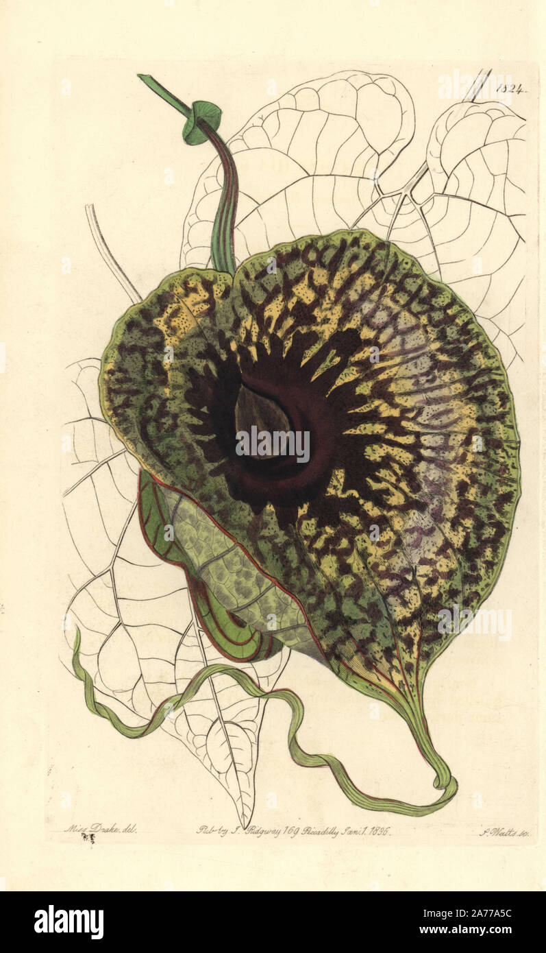 Stinking birthwort, Aristolochia arborescens (Aristolochia foetens). Handcoloured copperplate engraving by S. Watts after an illustration by Miss Drake from Sydenham Edwards' 'The Botanical Register,' London, Ridgway, 1836. Sarah Anne Drake (1803-1857) drew over 1,300 plates for the botanist John Lindley, including many orchids. Stock Photo