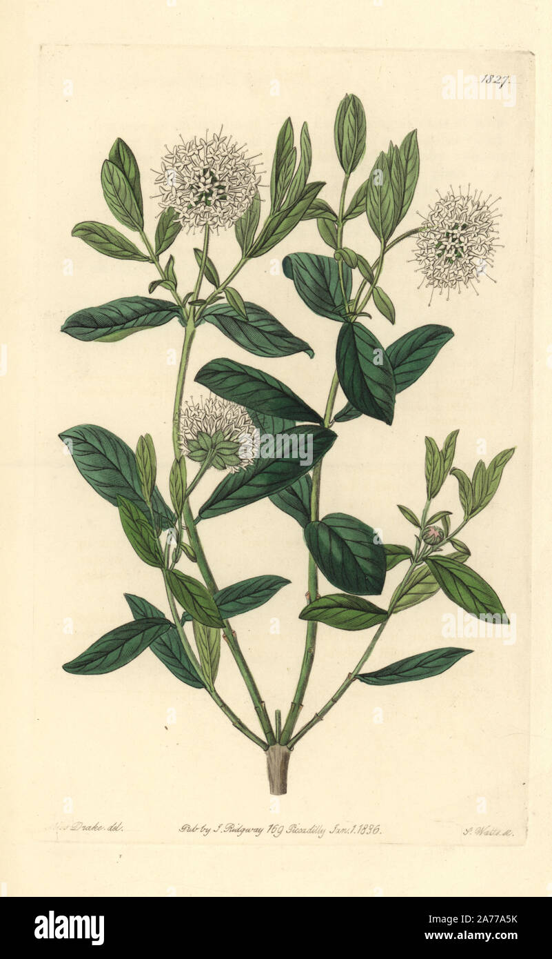 Privet-leaved pimelea or tall rice flower, Pimelea ligustrina. Handcoloured copperplate engraving by S. Watts after an illustration by Miss Drake from Sydenham Edwards' 'The Botanical Register,' London, Ridgway, 1836. Sarah Anne Drake (1803-1857) drew over 1,300 plates for the botanist John Lindley, including many orchids. Stock Photo