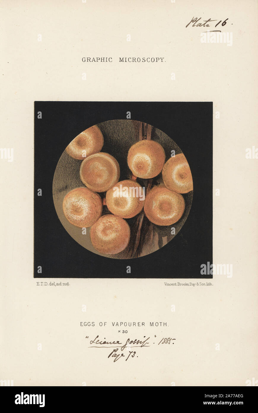 Eggs of the vapourer moth, Orgyia antiqua, magnified x30. Chromolithograph after an illustration by E.T.D., lithographed by Vincent Brooks, from 'Graphic Microscopy' plates to illustrate 'Hardwicke's Science Gossip,' London, 1865-1885. Stock Photo