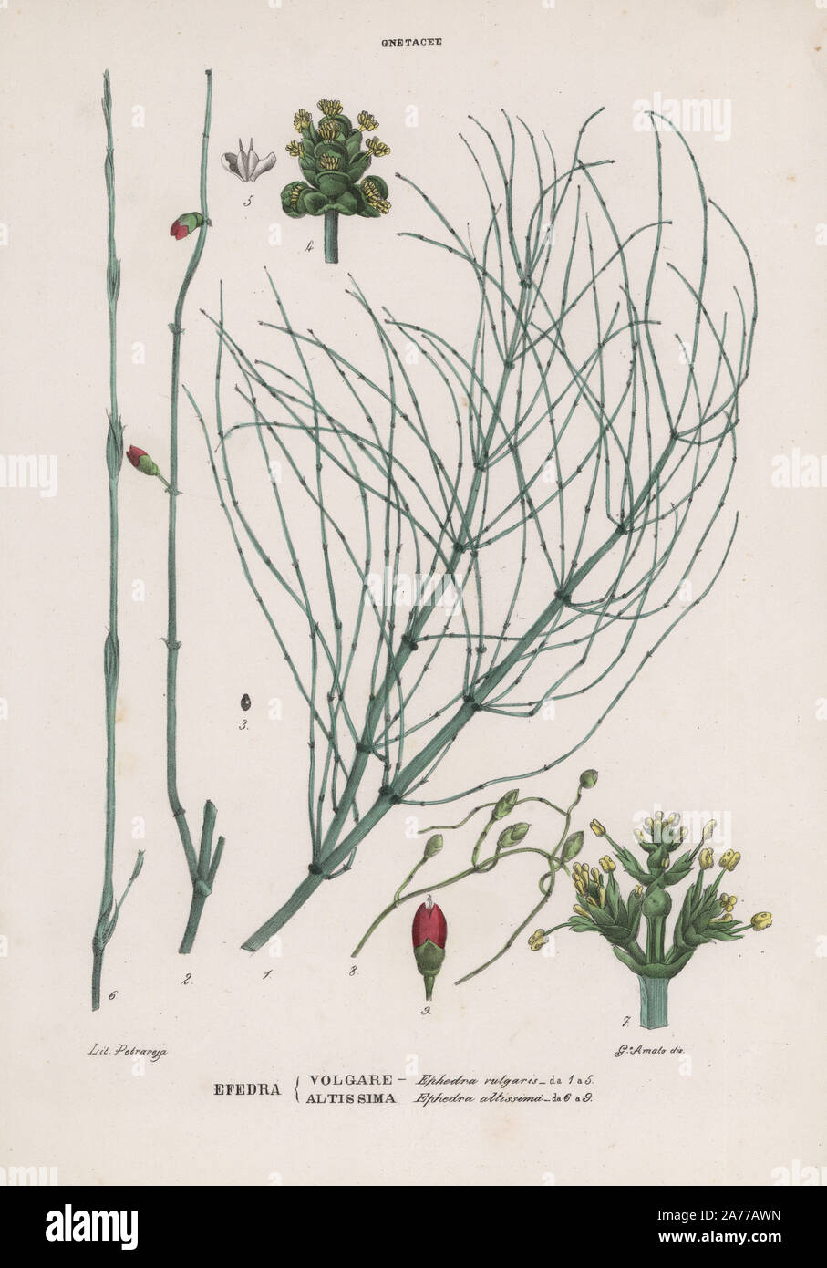 Efedra or mahuang, Ephedra distachya (Ephedra vulgaris) and Ephedra altissima. Herbal medicine ephedrine used in Chinese medicine and ayurveda. Handcoloured lithograph by Raimondo Petraroja after an illustration by Giorgio Amato from Tenore and Pasquale's “Atlante di Botanica Populaire,” Atlas of Popular Botany, 1870, Naples, Italy. Stock Photo