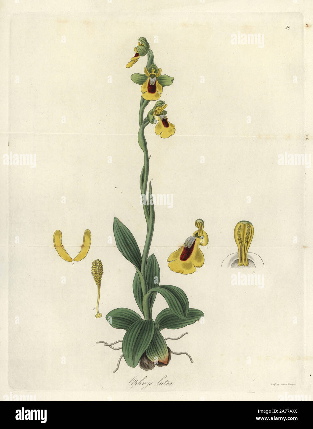 Yellow ophrys orchid, Ophrys lutea. Handcoloured copperplate engraving by J. Swan after a botanical illustration by William Jackson Hooker from his own 'Exotic Flora,' Blackwood, Edinburgh, 1823. Hooker (1785-1865) was an English botanist who specialized in orchids and ferns, and was director of the Royal Botanical Gardens at Kew from 1841. Stock Photo