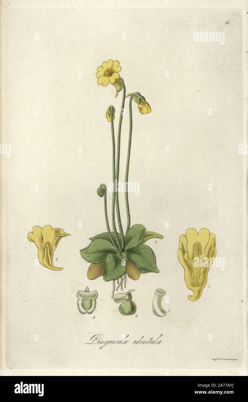 Toothless-flowered yellow butterwort, Pinguicula edentula. Handcoloured copperplate engraving by J. Swan after a botanical illustration by William Jackson Hooker from his own 'Exotic Flora,' Blackwood, Edinburgh, 1823. Hooker (1785-1865) was an English botanist who specialized in orchids and ferns, and was director of the Royal Botanical Gardens at Kew from 1841. Stock Photo