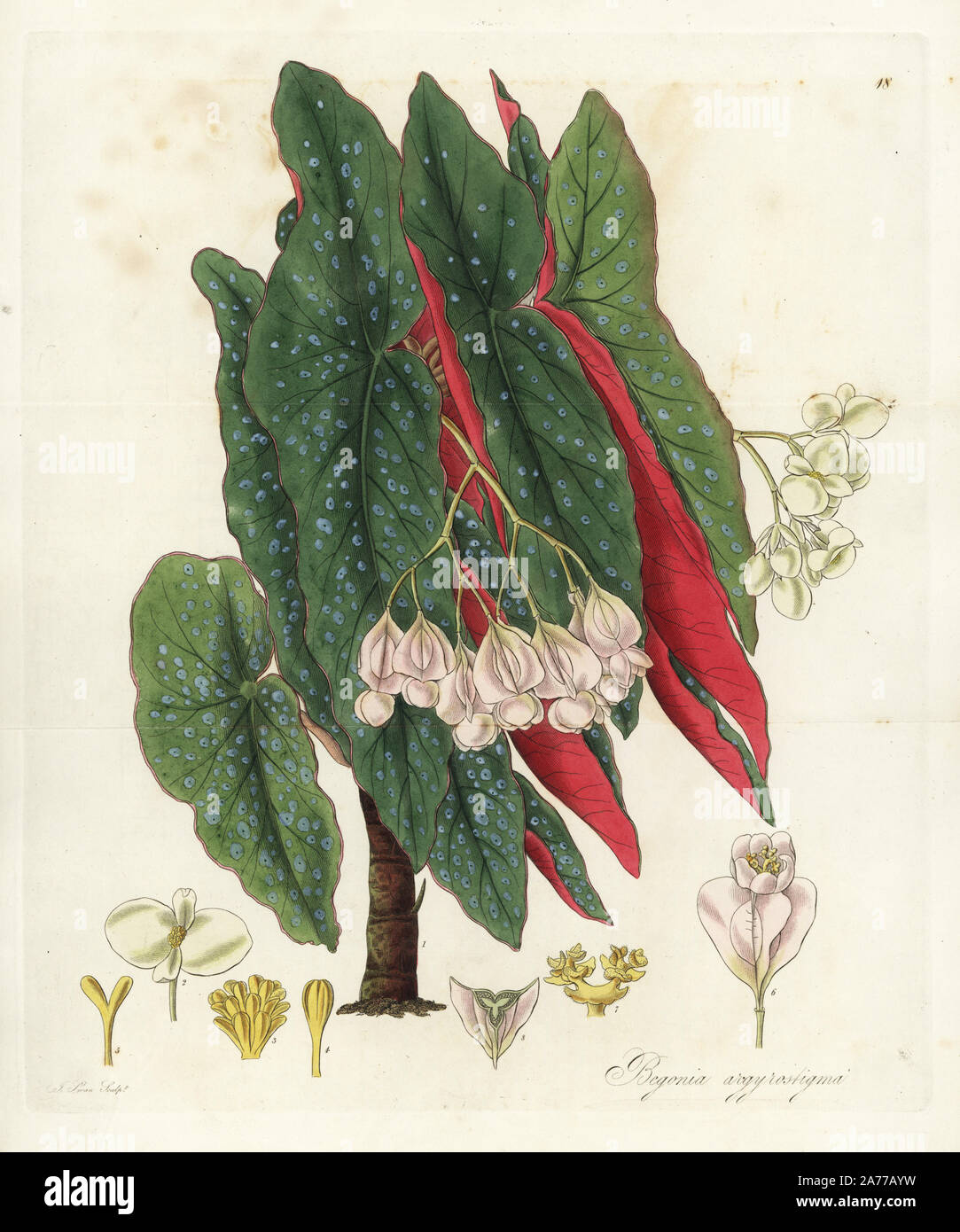 Polka dot begonia, Begonia maculata (Silver spotted begonia, Begonia argyrostigma). Handcoloured copperplate engraving by J. Swan after a botanical illustration by William Jackson Hooker from his own 'Exotic Flora,' Blackwood, Edinburgh, 1823. Hooker (1785-1865) was an English botanist who specialized in orchids and ferns, and was director of the Royal Botanical Gardens at Kew from 1841. Stock Photo
