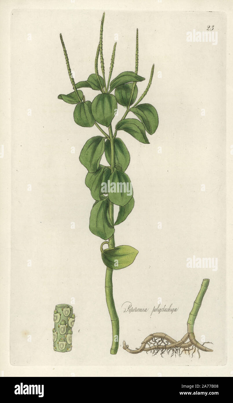 Many-stalked peperomia or radiator plant, Peperomia polystachya. Handcoloured copperplate engraving by J. Swan after a botanical illustration by William Jackson Hooker from his own 'Exotic Flora,' Blackwood, Edinburgh, 1823. Hooker (1785-1865) was an English botanist who specialized in orchids and ferns, and was director of the Royal Botanical Gardens at Kew from 1841. Stock Photo
