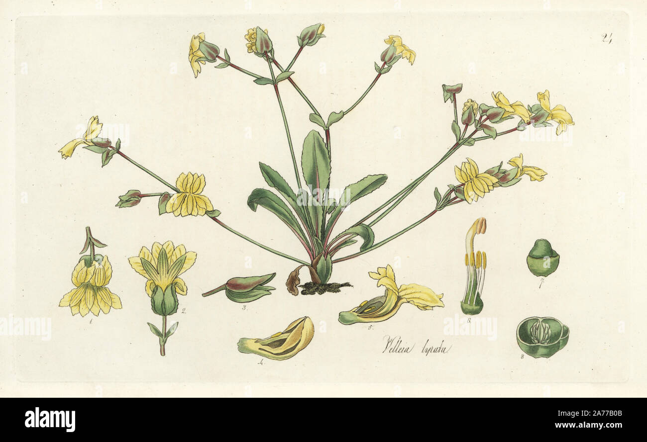 Lyrate-leaved velleia, Velleia lyrata. Handcoloured copperplate engraving by J. Swan after a botanical illustration by William Jackson Hooker from his own 'Exotic Flora,' Blackwood, Edinburgh, 1823. Hooker (1785-1865) was an English botanist who specialized in orchids and ferns, and was director of the Royal Botanical Gardens at Kew from 1841. Stock Photo