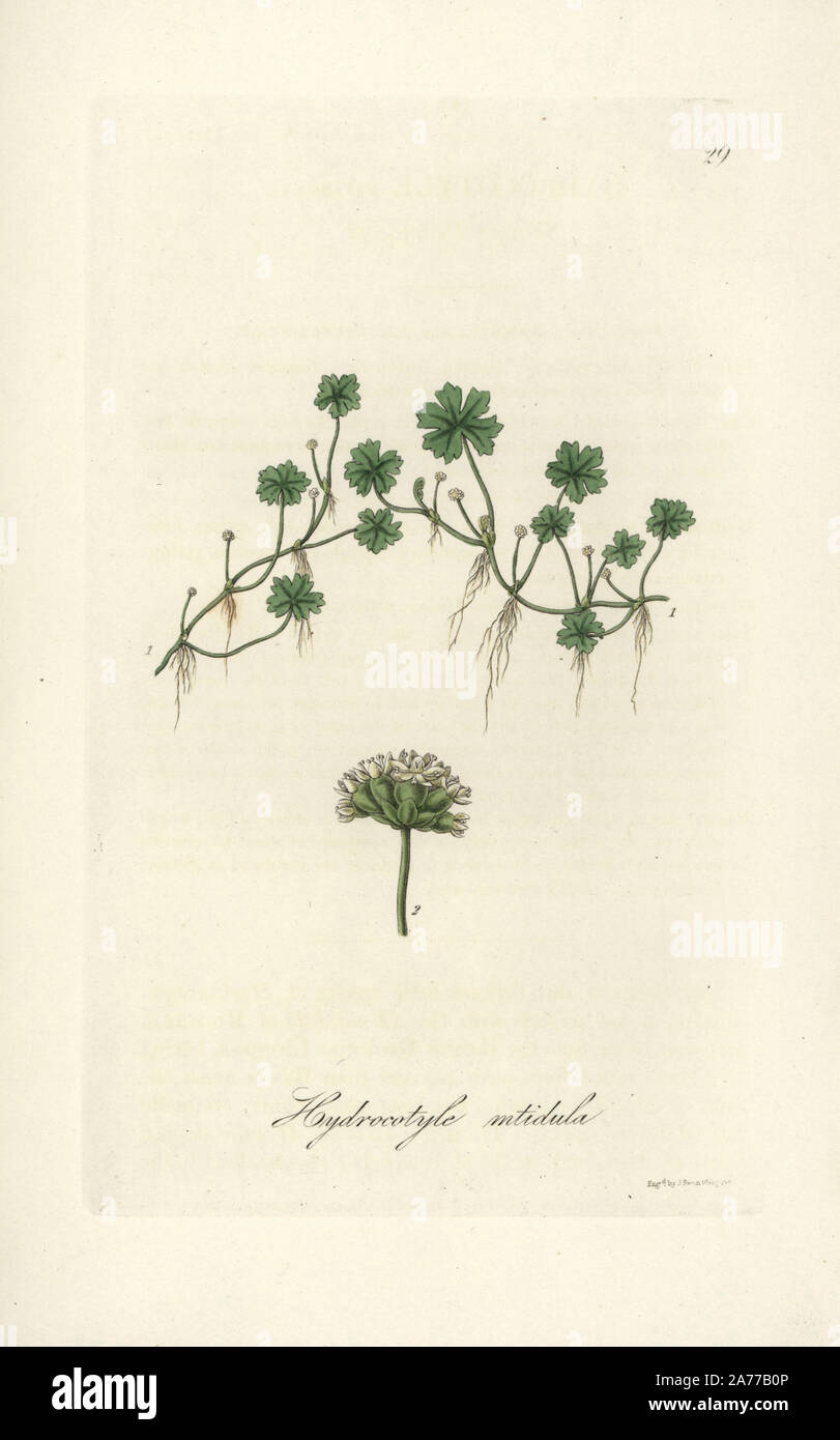 Shining pennywort, Hydrocotyle nitidula. Handcoloured copperplate engraving by J. Swan after a botanical illustration by William Jackson Hooker from his own 'Exotic Flora,' Blackwood, Edinburgh, 1823. Hooker (1785-1865) was an English botanist who specialized in orchids and ferns, and was director of the Royal Botanical Gardens at Kew from 1841. Stock Photo