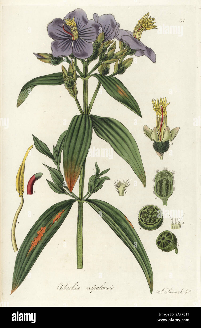 Nepal osbeckia, Osbeckia nepalensis. Handcoloured copperplate engraving by J. Swan after a botanical illustration by William Jackson Hooker from his own 'Exotic Flora,' Blackwood, Edinburgh, 1823. Hooker (1785-1865) was an English botanist who specialized in orchids and ferns, and was director of the Royal Botanical Gardens at Kew from 1841. Stock Photo