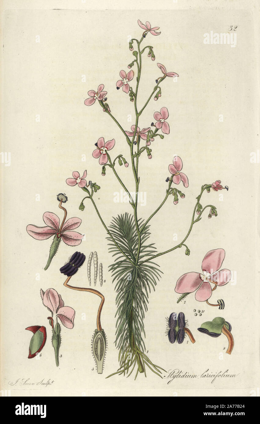 Larch-leaf or tree triggerplant, Stylidium laricifolium. Handcoloured copperplate engraving by J. Swan after a botanical illustration by William Jackson Hooker from his own 'Exotic Flora,' Blackwood, Edinburgh, 1823. Hooker (1785-1865) was an English botanist who specialized in orchids and ferns, and was director of the Royal Botanical Gardens at Kew from 1841. Stock Photo