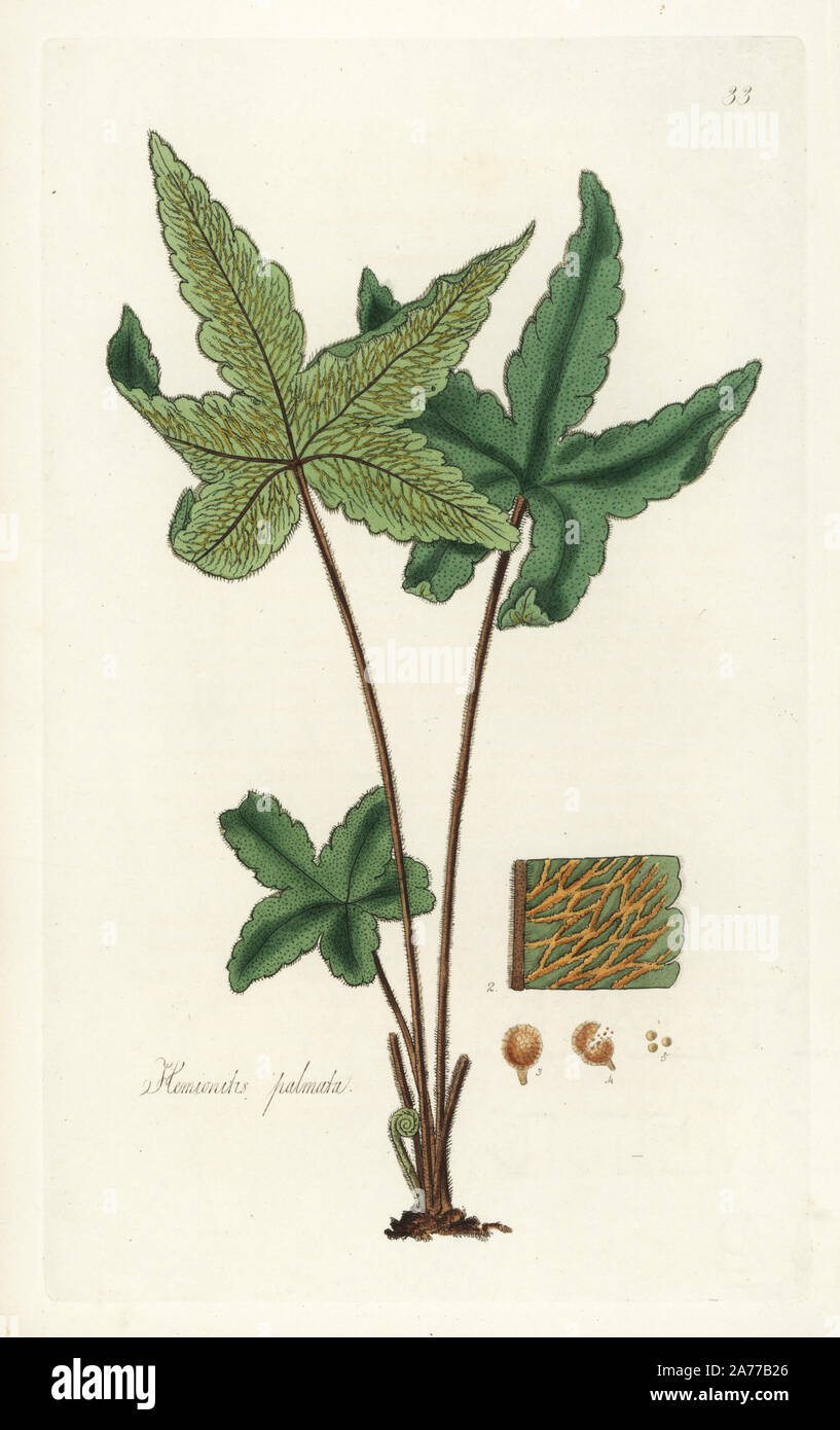 Starfern or palmated hemionitis, Hemionitis palmata. Handcoloured copperplate engraving by J. Swan after a botanical illustration by William Jackson Hooker from his own 'Exotic Flora,' Blackwood, Edinburgh, 1823. Hooker (1785-1865) was an English botanist who specialized in orchids and ferns, and was director of the Royal Botanical Gardens at Kew from 1841. Stock Photo