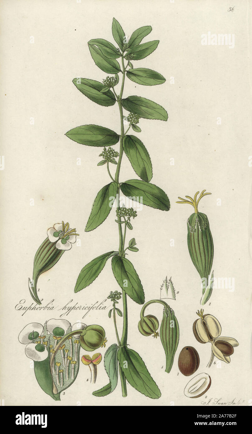 Graceful spurge or hypericum-leaved spurge, Euphorbia hypericifolia. Handcoloured copperplate engraving by J. Swan after a botanical illustration by William Jackson Hooker from his own 'Exotic Flora,' Blackwood, Edinburgh, 1823. Hooker (1785-1865) was an English botanist who specialized in orchids and ferns, and was director of the Royal Botanical Gardens at Kew from 1841. Stock Photo