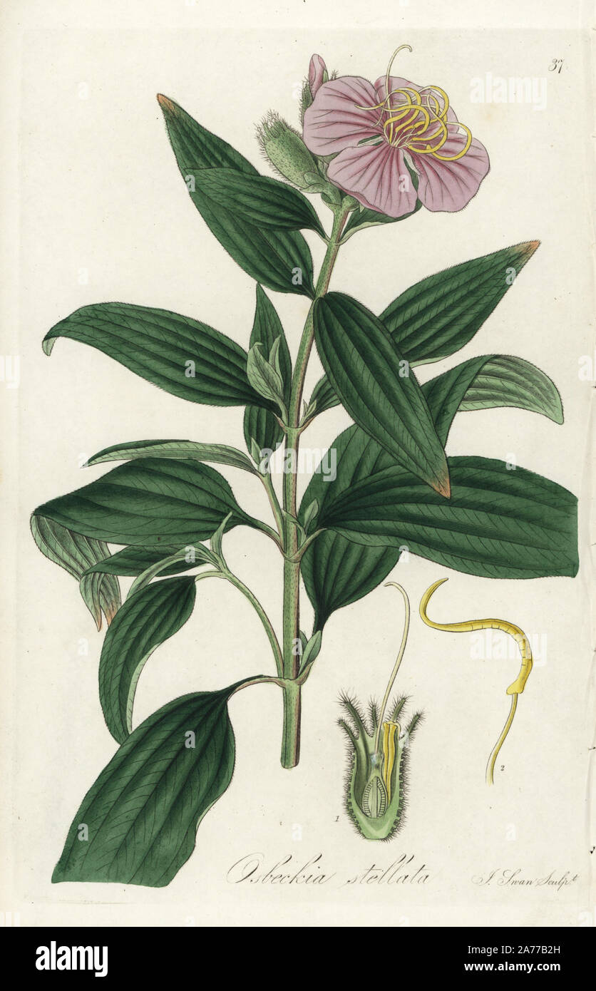 Woolly-fruited osbeckia, Osbeckia stellata. Handcoloured copperplate engraving by J. Swan after a botanical illustration by William Jackson Hooker from his own 'Exotic Flora,' Blackwood, Edinburgh, 1823. Hooker (1785-1865) was an English botanist who specialized in orchids and ferns, and was director of the Royal Botanical Gardens at Kew from 1841. Stock Photo