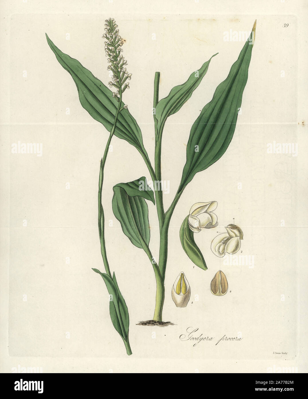 Tall goodyera orchid, Goodyera procera. Handcoloured copperplate engraving by J. Swan after a botanical illustration by William Jackson Hooker from his own 'Exotic Flora,' Blackwood, Edinburgh, 1823. Hooker (1785-1865) was an English botanist who specialized in orchids and ferns, and was director of the Royal Botanical Gardens at Kew from 1841. Stock Photo