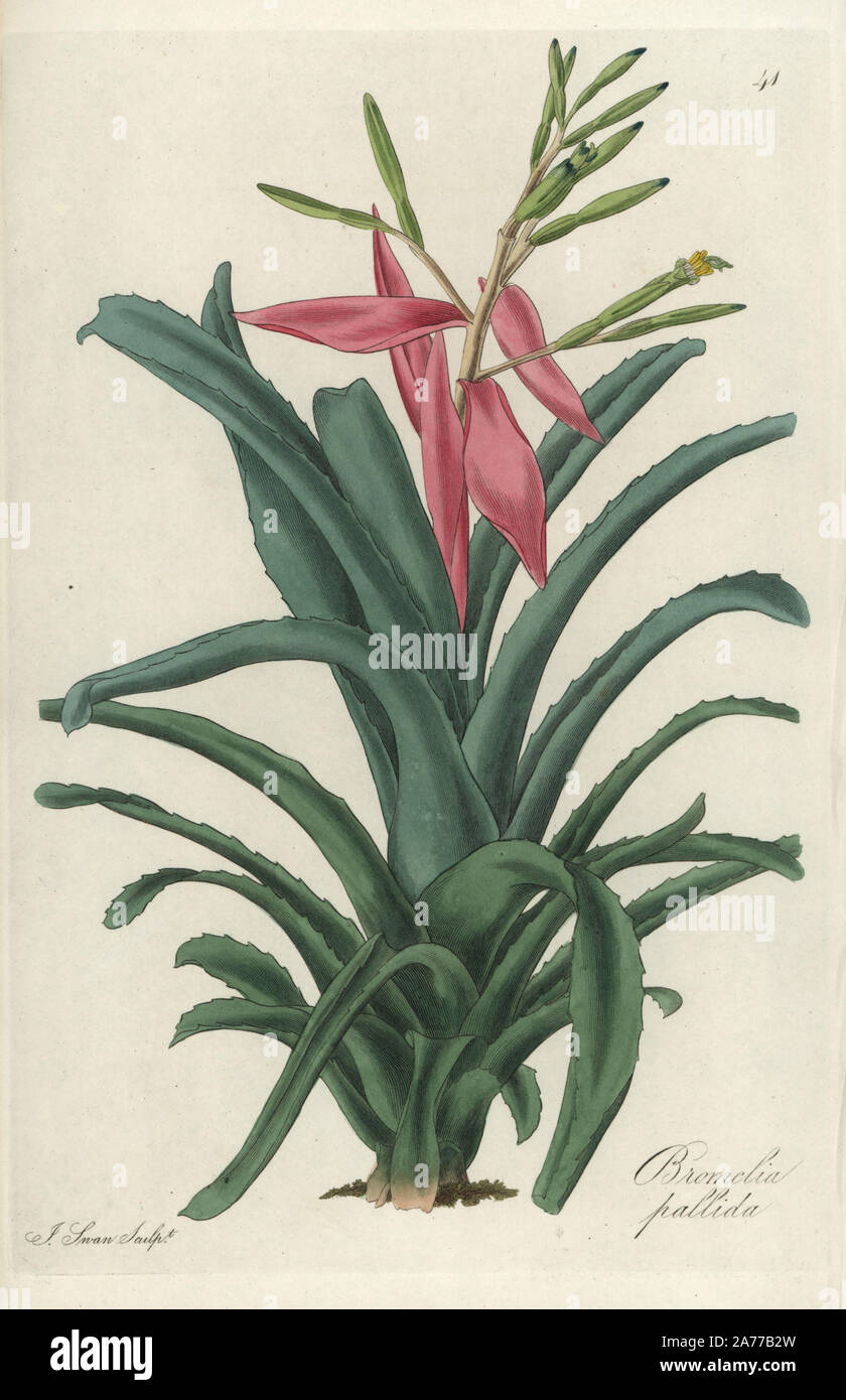 Showy airbroom, Billbergia amoena (Bromelia pallida). Handcoloured copperplate engraving by J. Swan after a botanical illustration by William Jackson Hooker from his own 'Exotic Flora,' Blackwood, Edinburgh, 1823. Hooker (1785-1865) was an English botanist who specialized in orchids and ferns, and was director of the Royal Botanical Gardens at Kew from 1841. Stock Photo