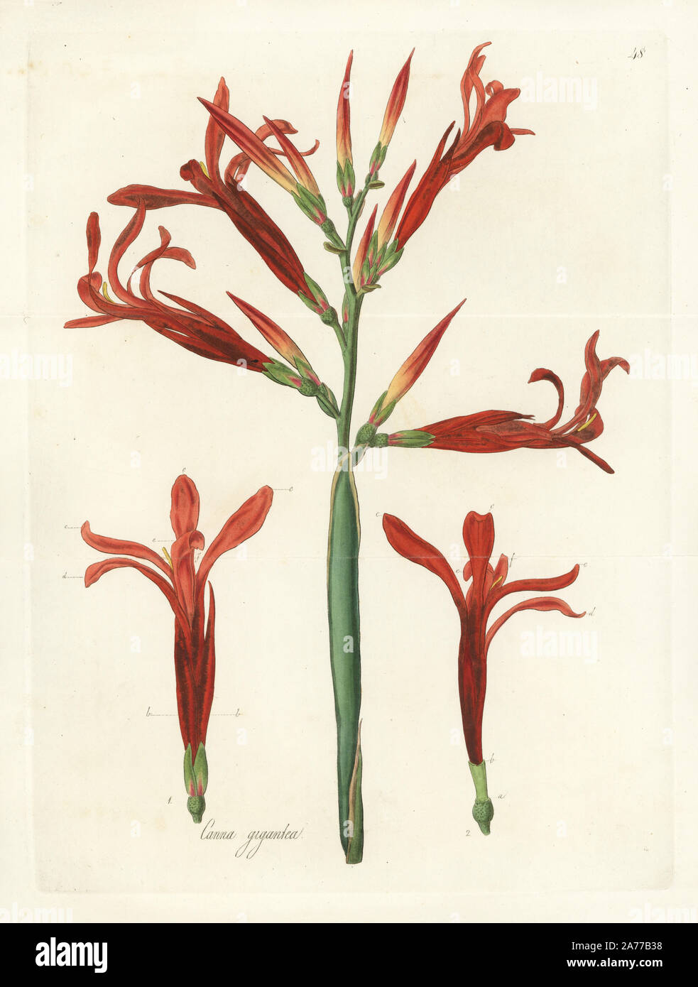 Giant canna flower, Canna tuerckheimii (Tall Indian shot, Canna gigantea). Handcoloured copperplate engraving by J. Swan after a botanical illustration by William Jackson Hooker from his own 'Exotic Flora,' Blackwood, Edinburgh, 1823. Hooker (1785-1865) was an English botanist who specialized in orchids and ferns, and was director of the Royal Botanical Gardens at Kew from 1841. Stock Photo