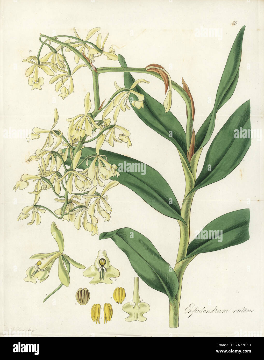Nodding epidendrum orchid, Epidendrum nutans (Drooping-flowered epidendrum). Handcoloured copperplate engraving by J. Swan after a botanical illustration by William Jackson Hooker from his own 'Exotic Flora,' Blackwood, Edinburgh, 1823. Hooker (1785-1865) was an English botanist who specialized in orchids and ferns, and was director of the Royal Botanical Gardens at Kew from 1841. Stock Photo