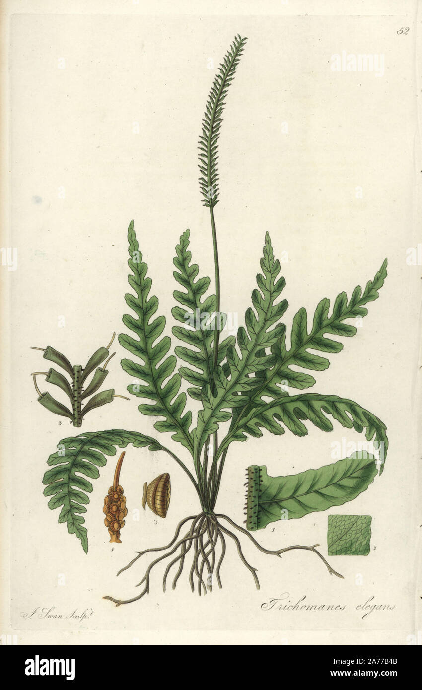 Elegant bristle fern, Trichomanes elegans. Handcoloured copperplate engraving by J. Swan after a botanical illustration by William Jackson Hooker from his own 'Exotic Flora,' Blackwood, Edinburgh, 1823. Hooker (1785-1865) was an English botanist who specialized in orchids and ferns, and was director of the Royal Botanical Gardens at Kew from 1841. Stock Photo