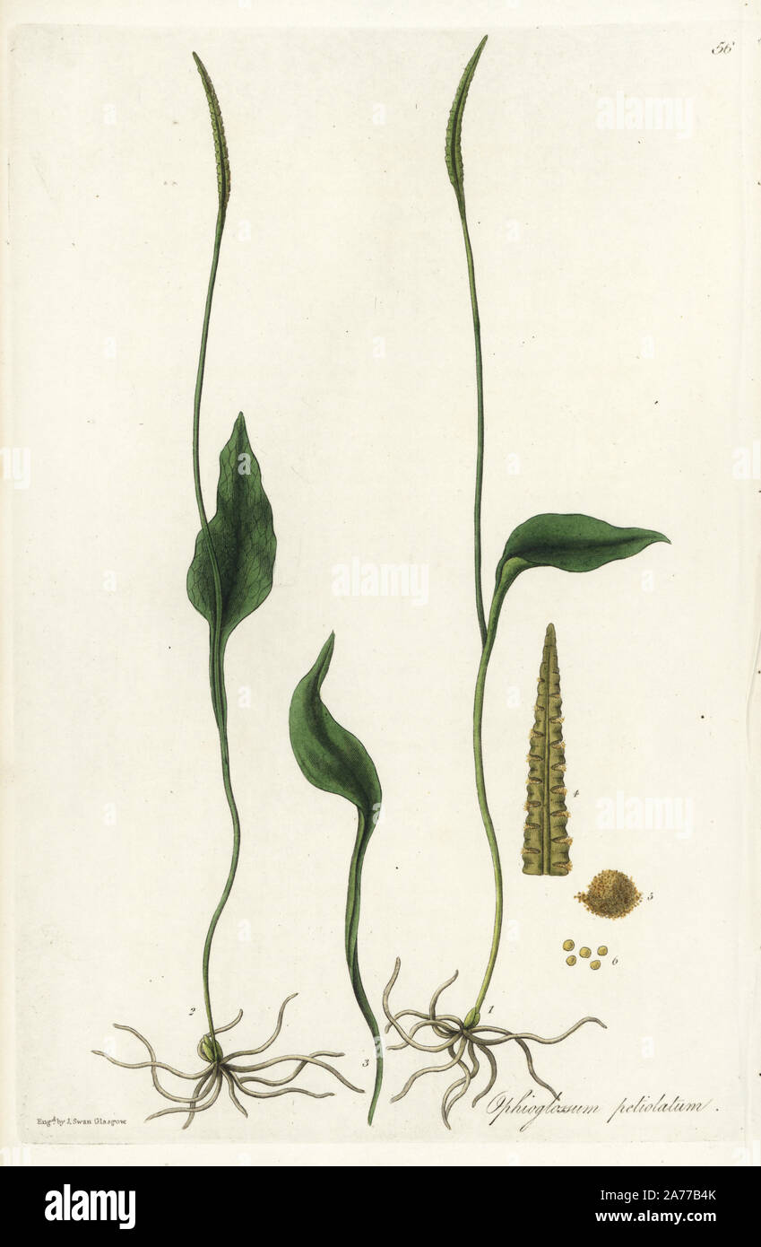 Adder's tongue, Ophioglossum reticulatum (Petiolated adder's tongue, Ophioglossum petiolatum). Handcoloured copperplate engraving by J. Swan after a botanical illustration by William Jackson Hooker from his own 'Exotic Flora,' Blackwood, Edinburgh, 1823. Hooker (1785-1865) was an English botanist who specialized in orchids and ferns, and was director of the Royal Botanical Gardens at Kew from 1841. Stock Photo