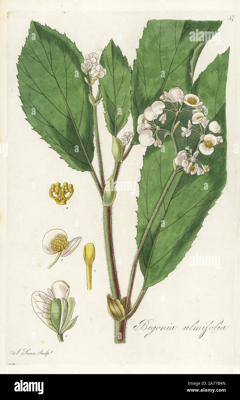 Elm-leaf or elm-leaved begonia, Begonia ulmifolia. Handcoloured copperplate engraving by J. Swan after a botanical illustration by William Jackson Hooker from his own 'Exotic Flora,' Blackwood, Edinburgh, 1823. Hooker (1785-1865) was an English botanist who specialized in orchids and ferns, and was director of the Royal Botanical Gardens at Kew from 1841. Stock Photo