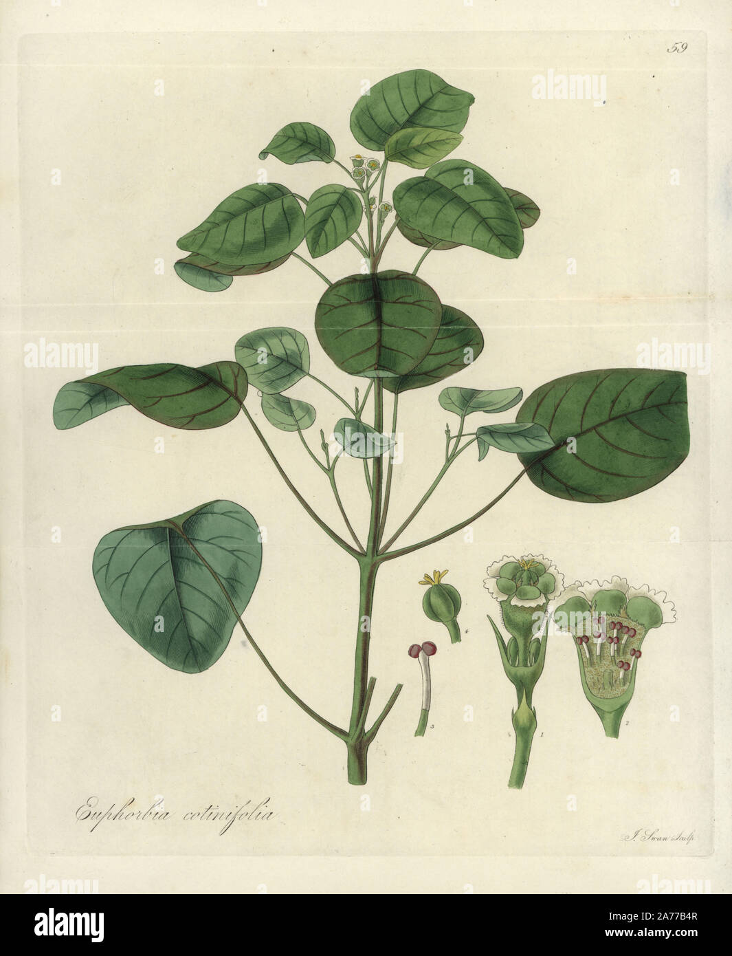 Smoketree spurge or shumac-leaved spurge, Euphorbia cotinifolia. Handcoloured copperplate engraving by J. Swan after a botanical illustration by William Jackson Hooker from his own 'Exotic Flora,' Blackwood, Edinburgh, 1823. Hooker (1785-1865) was an English botanist who specialized in orchids and ferns, and was director of the Royal Botanical Gardens at Kew from 1841. Stock Photo
