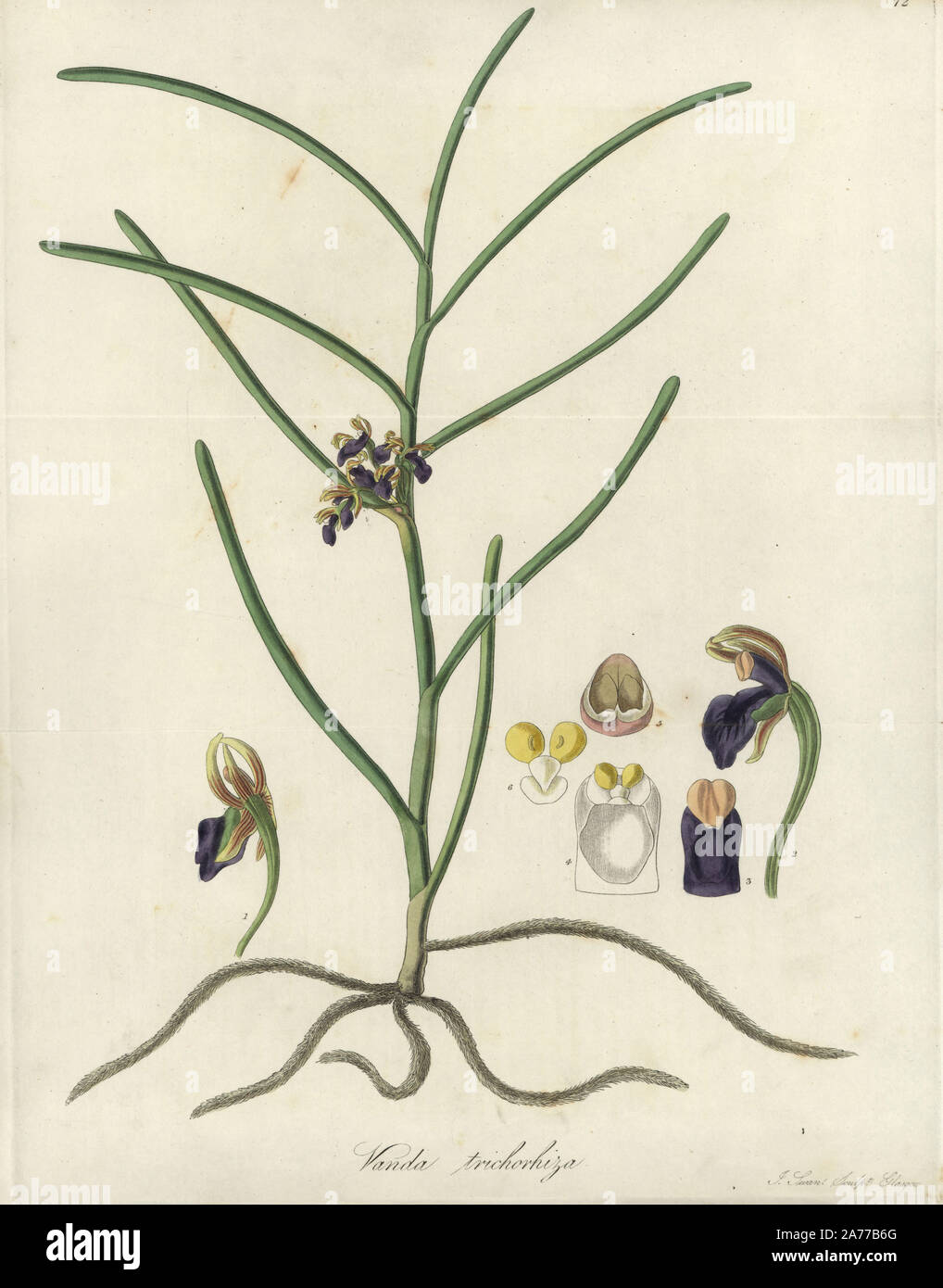 Luisia trichorrhiza orchid (Hairy rooted vanda orchid, Vanda trichorhiza). Handcoloured copperplate engraving by J. Swan after a botanical illustration by William Jackson Hooker from his own 'Exotic Flora,' Blackwood, Edinburgh, 1823. Hooker (1785-1865) was an English botanist who specialized in orchids and ferns, and was director of the Royal Botanical Gardens at Kew from 1841. Stock Photo