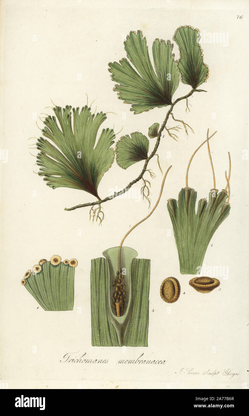 Membranaceous bristle fern, Trichomanes membranacea. Handcoloured  copperplate engraving by J. Swan after a botanical illustration by William  Jackson Hooker from his own "Exotic Flora," Blackwood, Edinburgh, 1823.  Hooker (1785-1865) was an English