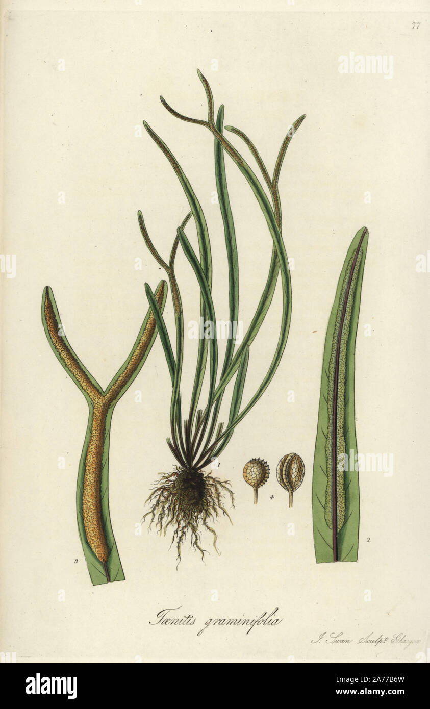 Grass-leaved taenitis, Taenitis graminifolia. Handcoloured copperplate engraving by J. Swan after a botanical illustration by William Jackson Hooker from his own 'Exotic Flora,' Blackwood, Edinburgh, 1823. Hooker (1785-1865) was an English botanist who specialized in orchids and ferns, and was director of the Royal Botanical Gardens at Kew from 1841. Stock Photo